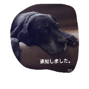 charming hound