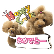 toypoodle anjimonji