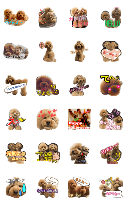 toypoodle anjimonji