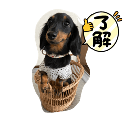 cocoa_20210807152412