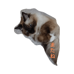 ねんねこねこ