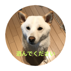 shiro_shiba