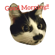 chobihige cat "YUI"