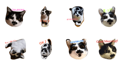 chobihige cat "YUI"