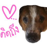 Boxza The Dog