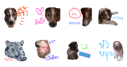 Boxza The Dog