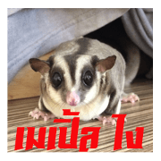 MAPLE (sugarglider)