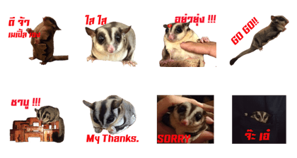 MAPLE (sugarglider)