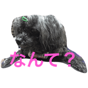 mocha's hakata words