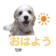 tonton_20210807192646