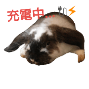 cute rabbits  0825,31