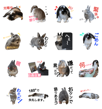 cute rabbits  0825,31