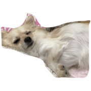 ancorochiwawa