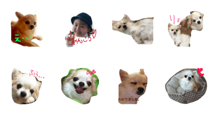 ancorochiwawa