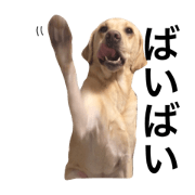 Yellow Labrador Retriever RAMUNE