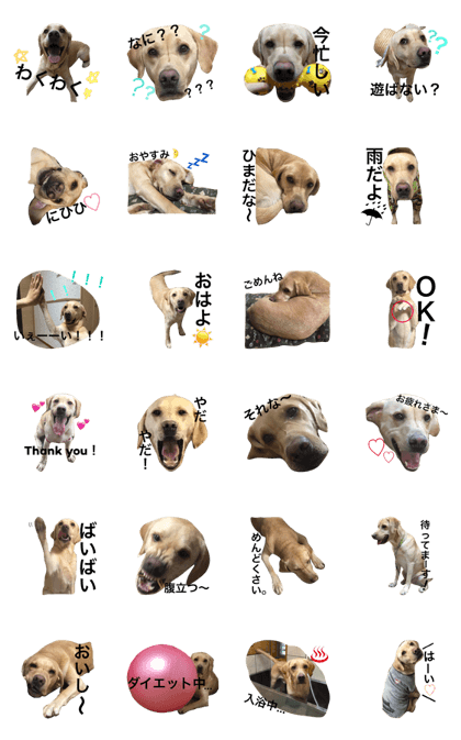 Yellow Labrador Retriever RAMUNE