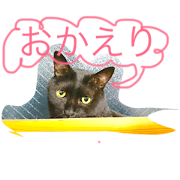 PapillonCat