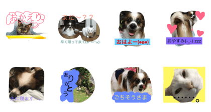 PapillonCat