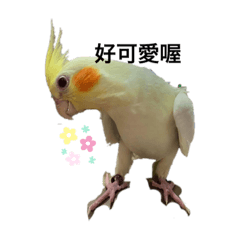 寶貝毛小孩大集合日常生活