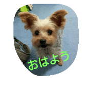 momo vol.1 momo vol.1