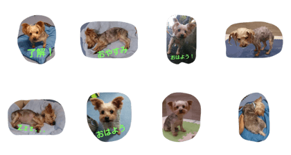 momo vol.1 momo vol.1