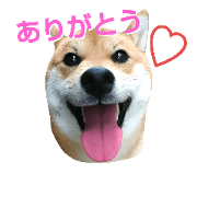 shiba inu Ranmaru