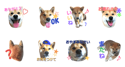 shiba inu Ranmaru