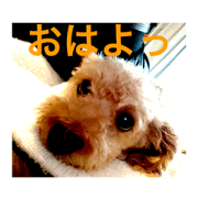 Daifuku Chikuwa&Coco