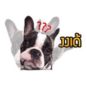 Oreo frenchie