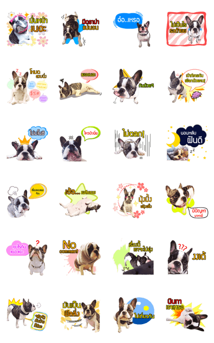 Oreo frenchie