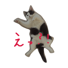 catjojo