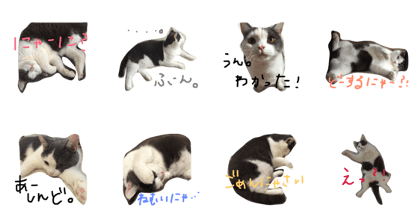 catjojo
