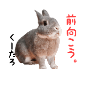 12 rabbits