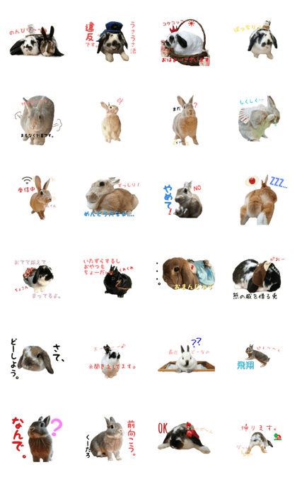 12 rabbits
