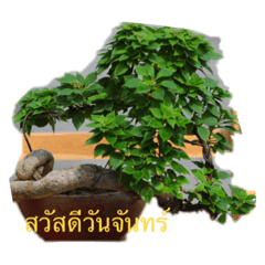 bonsai