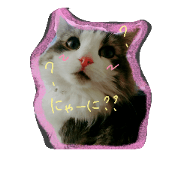 cat&dogs