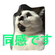 catinhome