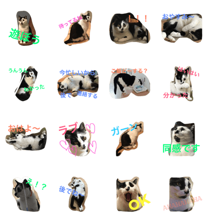 catinhome