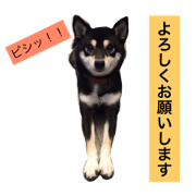 kuroshibaazuki4