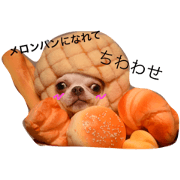 Chihuahua team M