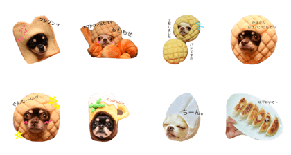 Chihuahua team M