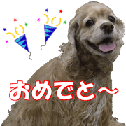 We Love American Cocker Spaniel Vol.5