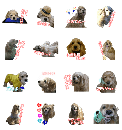 We Love American Cocker Spaniel Vol.5