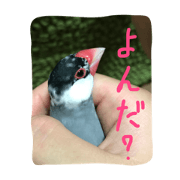 ANIbard2