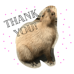capybara *capi*
