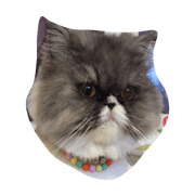 meow confused