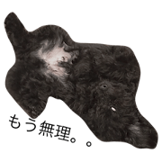 chachamaru3