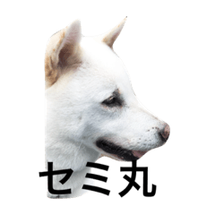 紀州犬と一緒