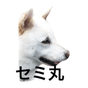 With kishu dog