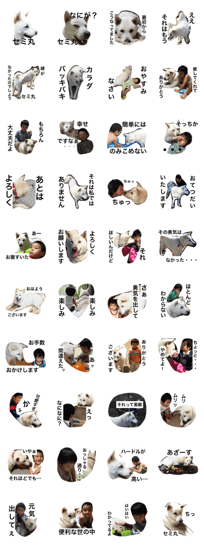 With kishu dog